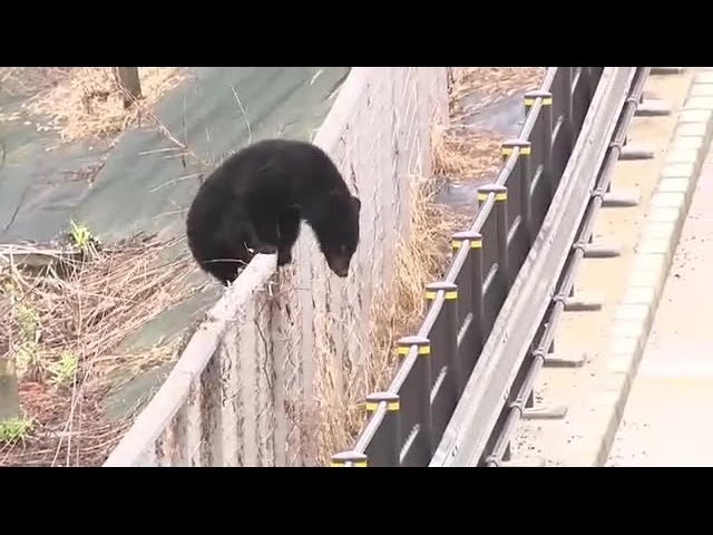 Bear! Bear! Bear!