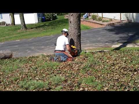 LaPila Arborists fells pine tree in Rocky Hill, CT