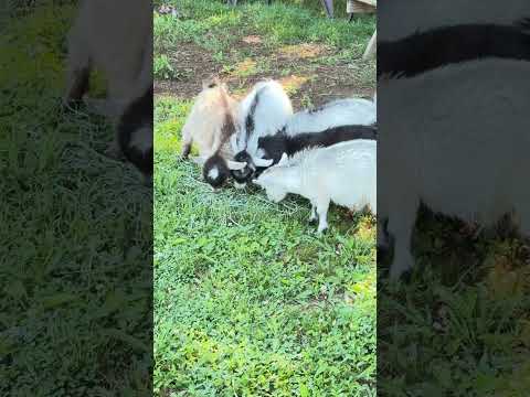 When you drop some of the good stuff…. #goat #eating #cute #animals
