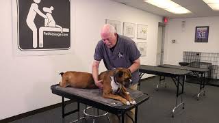 Massage Dog Lymphatics for Their Health and Happiness