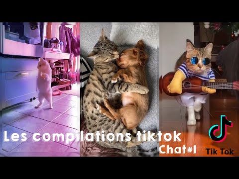 Compilation  TikTok Français 2020 #2 Chats Drôles