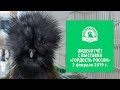 Выставка «Гордость России – 2019»: кохинхин, брама, орловские, шелковые, падуан и другие породы кур