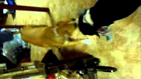 Piper and his sister Nova