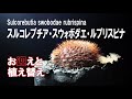 スルコレブチア・スウォボダエ・ルブリスピナ