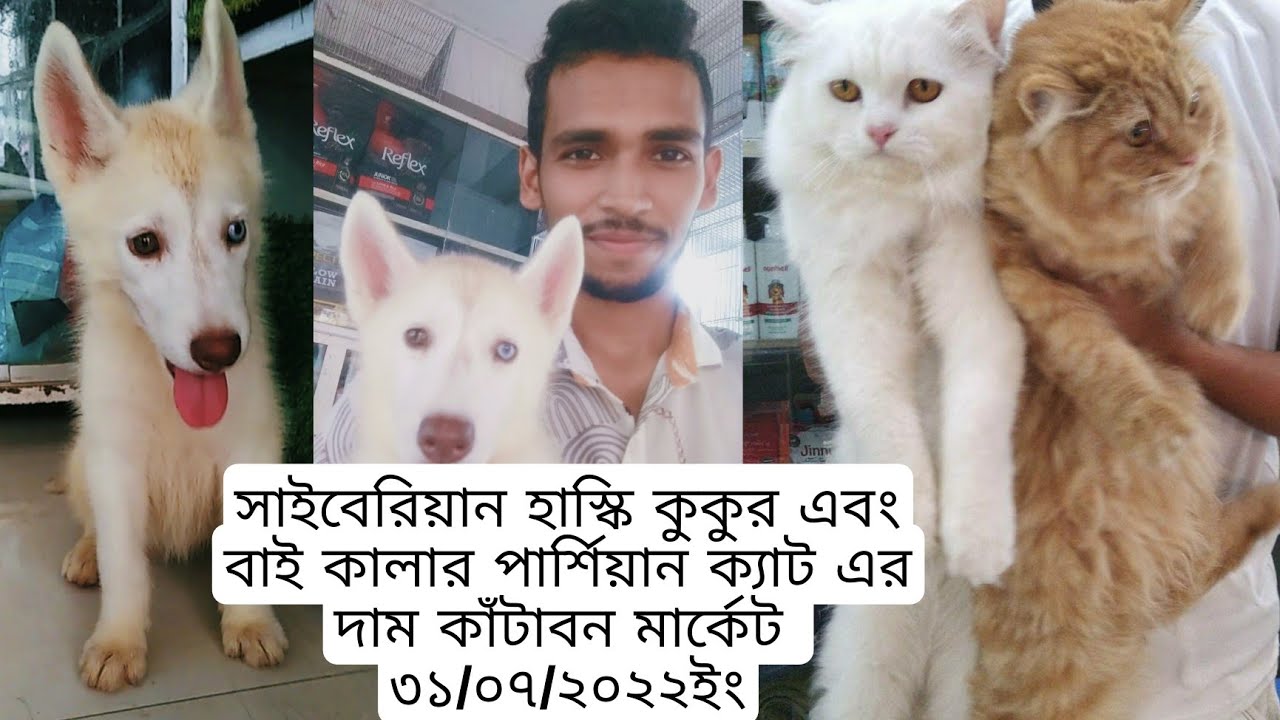 Huski Dog and persian cat price in katabon pets market Dhaka🔥পার্শিয়ান