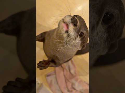 LOUTRE 最新動画 カワウソの「にゃむにゃむ」声 #shorts