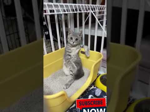 Кот #shorts #смешныевидео #смехсводой #смех #юмор #shortsviral #мемы #смехдослез #смешно #врек