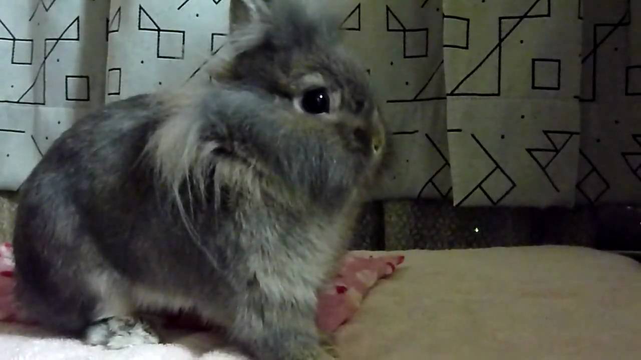 小首をかしげるウサギ Youtube