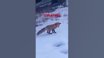 Fox dives headfirst into the snow 😅🦊