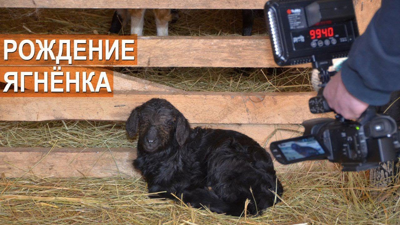 Рождение ягненка. Селекционно-генетический центр. ООО Волгоград ...