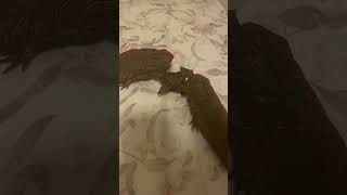 Godzilla Monsterverse The Series Scar King Watches Nick Jr. Frogs Logo