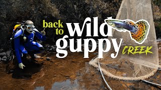 NEW Species  The secret WILD GUPPY CREEK | Planted Tank