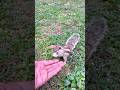 🐿️Nutty Squirrels🐿️ #shorts #shortsfeed #youtubeshorts #birds #nature #animals #funny