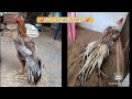 Quality Long Tail Hens | 9494900429 | Video 2579 | Rythu Market 2