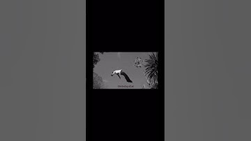 How to make this floating effect!! #tutorial #davinciresolve #editing