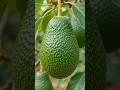 now grow avocado at home #ai #avacodo #timelaps