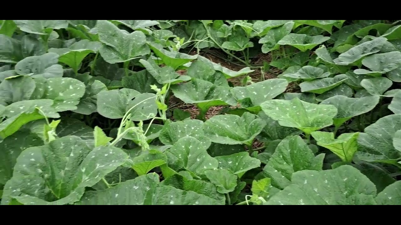 कद्दू ( पंपकीन ) की आर्गेनिक खेती ।