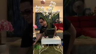 How To Arrange Cymbidium Orchids
