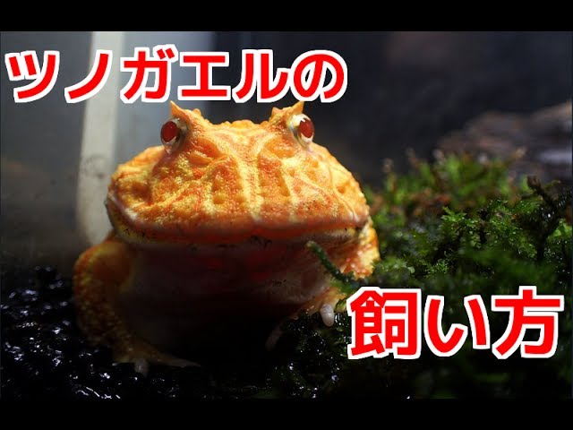 ツノガエルの飼い方 Youtube