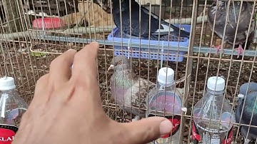 Chia sẻ kinh nghiệm ghép đôi chim bồ câu mới về