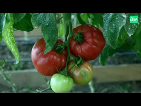 როგორ ავიღოთ პომიდვრის მოსავალი სათბურის პირობებში