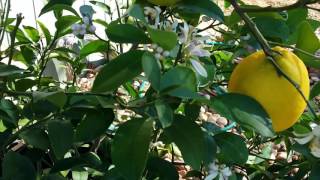 A lemon tree in December and the bees are buzzing!