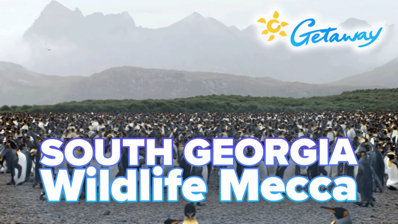 Wildlife Mecca of South Georgia | Getaway