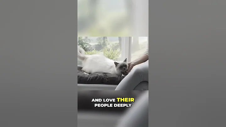 Watch the video about Discover the Enchanting Birman Cat Breed