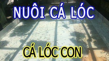 Mô Hình Nuôi Cá Lóc Trong Bể Xi Măng, Thả 5000 Cá Lóc Con - Trại Cá Phú Yên