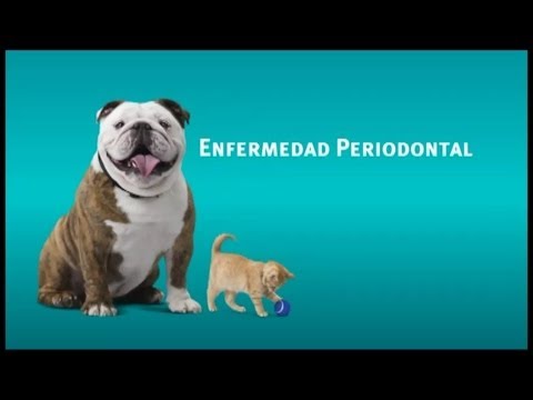 Video: Enfermedad Bucal En La Medicina De Mascotas
