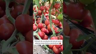 Veja como deixa os tomateiros mais forte e produtivo