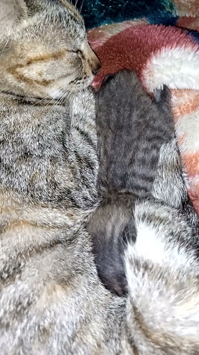 baby cat #dj #remix #cover #kucing #djremix