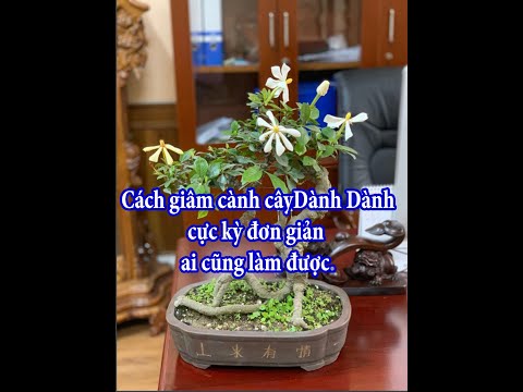 Video: Học Cách Cấy Cây Hoa Dành Dành Mới Ở Đâu Đó