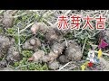 セレベス さといも（赤芽大吉）収穫【 うろうろ和歌山 】家庭菜園にお勧め