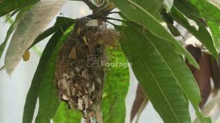 Purple Rumped Sunbird nest-builIding activity - 08/03/2026