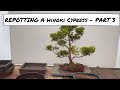 Repotting A Hinoki Cypress - Repot Part 3