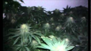 Day 41 400w hps closet grow 4 plants
