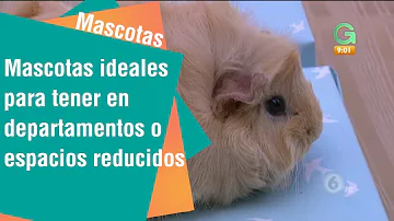 ¿Qué mascota necesita menos espacio?