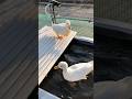 アヒル可愛い #duck #mypetdn #pertenakan #petduck #gachua #funny #birds #animals #nature #cute #memes