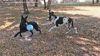 Happy Great Danes Love To Run and Play Ball Games ~ 2000 th Video screenshot 5