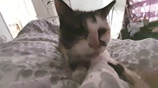 Morning snuggles with purring cat by Cookie the Calico 15,488 views 1 year ago 47 seconds