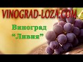 Виноград «Ливия»: описание сорта. Сезон 2018