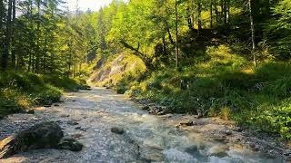 Serene Nature Sounds: Babbling Brook & River Harmony