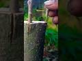 Grafting technique #grafting #diy #airlayering #tree