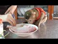 Very Cute Monkey!! Donal Pay Attention To Look Mom Teach Him Mix Ingredient For Huge Fish