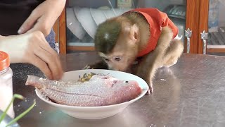 Very Cute Monkey!! Donal Pay Attention To Look Mom Teach Him Mix Ingredient For Huge Fish