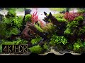 [Wide] Real Aquarium • Fixed 3hours 4K HDR 60fps • Water sound・with FLOW