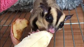 Cute Sugar Glider eat Banana in the cute way ❤️