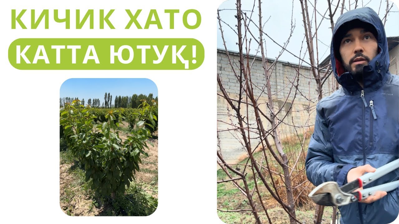 КИЧИК ЖОЙДАГИ НОТЎҒРИ ГИЛОС БОҒИ, КАТТА ВА ТЎҒРИ ГИЛОС БОҒИ ЙЎЛИДА ФОЙДА КЕЛТИРДИ!