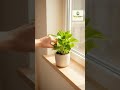 Video 18 Bedroom Reset Fix stress free #18 - Tiny Space Transformation
